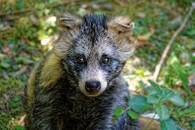 Japanese Racoon Dog Image on My Hard Drive